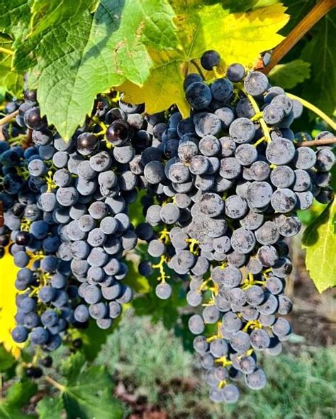 vigne_cultivée