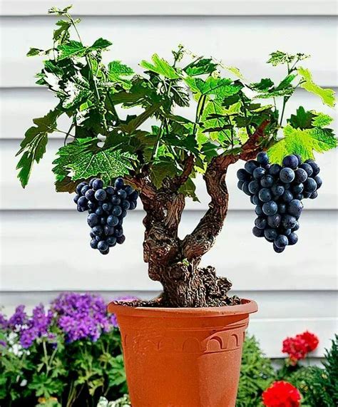 vigne_bonsaï