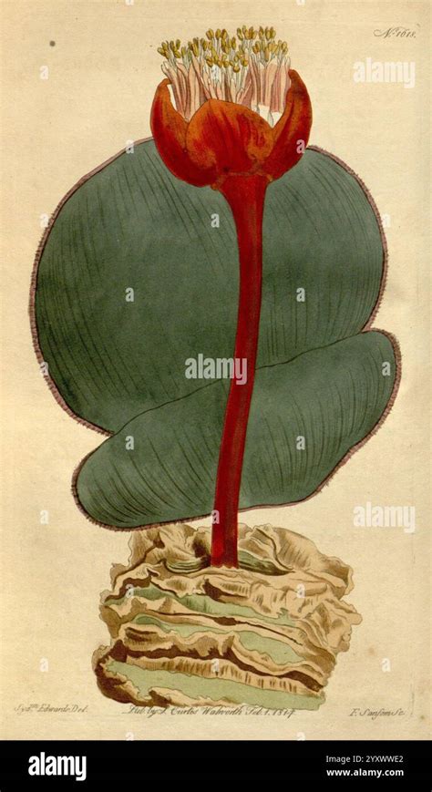 Illustration de Haemanthus humilis en fleur