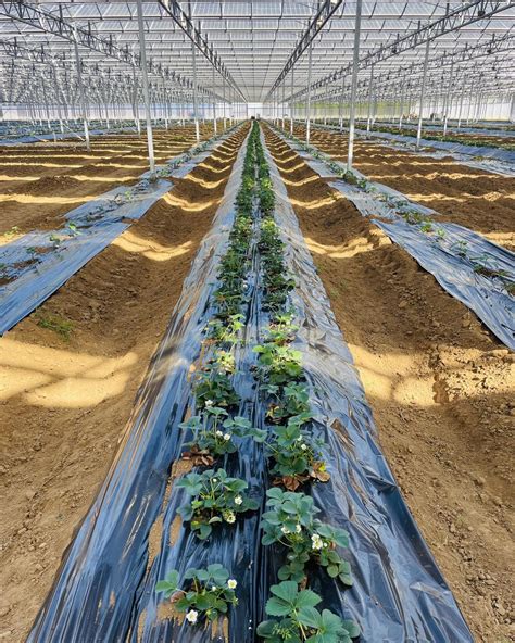 Variété de légumes disponibles à la cueillette de Beaurepaire