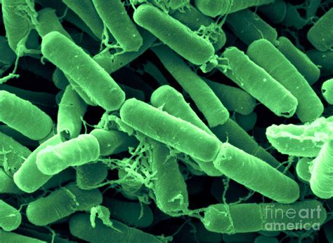 Bacillus thuringiensis bacteria