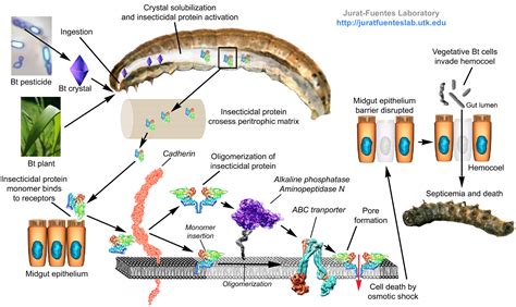 Diagram showing the action mechanism of Bt toxin in insect larvae
