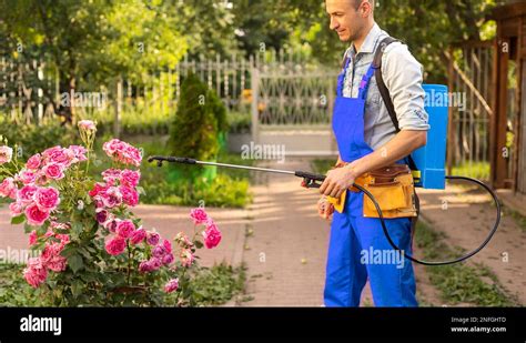 Image of a gardener applying Bt to roses