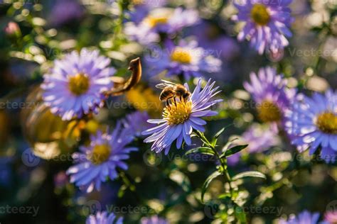 Gros plan sur des fleurs de micro-trèfle avec des abeilles