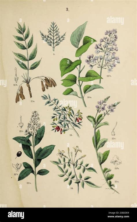 Illustration d'une variété de plantes terrestres, de fleurs et d'arbres