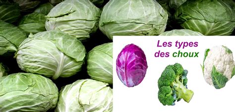 Infographie illustrant les plantes à éviter près des choux et les raisons