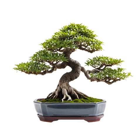 Bonsaï dans un pot parfait