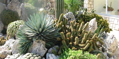 cactus rustique dans un jardin de rocaille en hiver