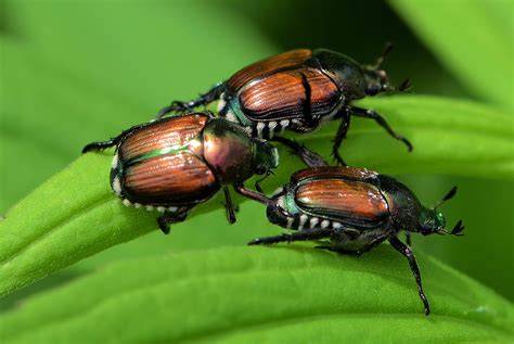 Insectes nuisibles courants sur les agrumes