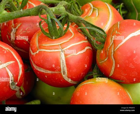 Tomate fendue