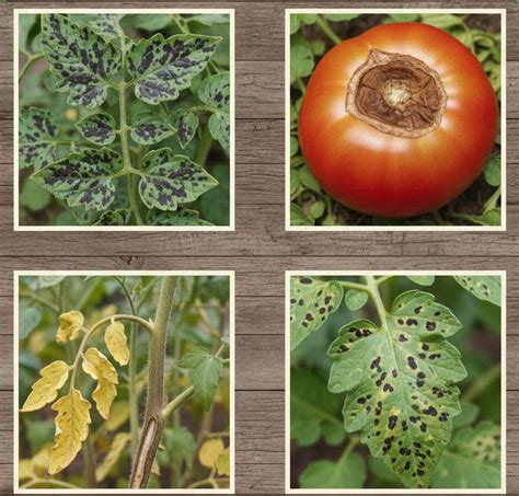 Schéma des maladies de la tomate