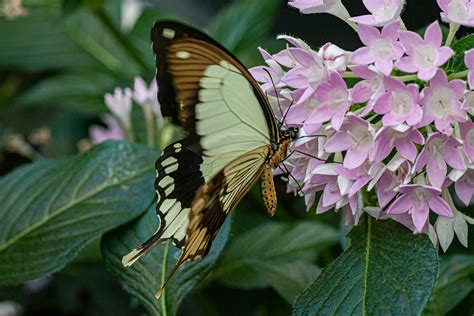 Papillon sur une fleur de chèvrefeuille