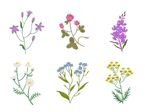 Illustration détaillée de différentes fleurs sauvages communes