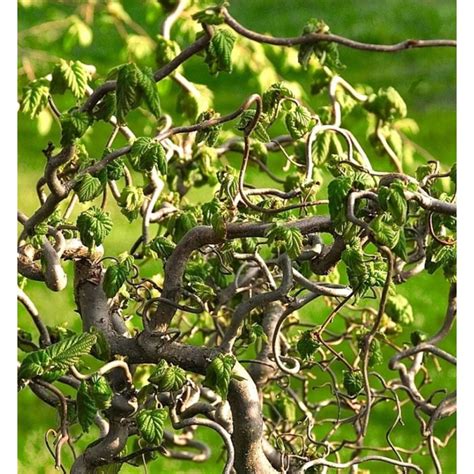 Vue d'ensemble d'un jardin structuré intégrant un Corylus avellana 'Contorta' en sujet central