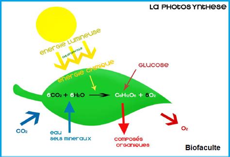 Schéma illustrant le cycle métabolique du citronnier : interaction entre racines (eau) et feuilles (photosynthèse)