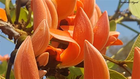 Fleurs flamboyantes du Butea monosperma