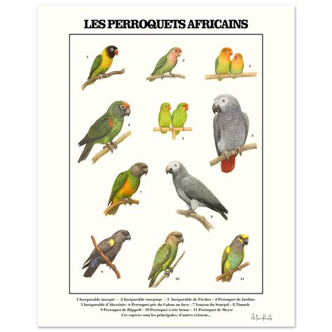 Différentes tailles de perchoirs pour différentes espèces de perroquets