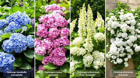 Comparatif visuel des variétés d'Hydrangea macrophylla