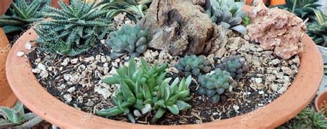Une composition harmonieuse de diverses succulentes dans un contenant en terre cuite