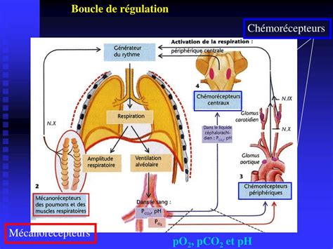 Schéma de la boucle de rétroaction entre chémorécepteurs et centre respiratoire bulbaire