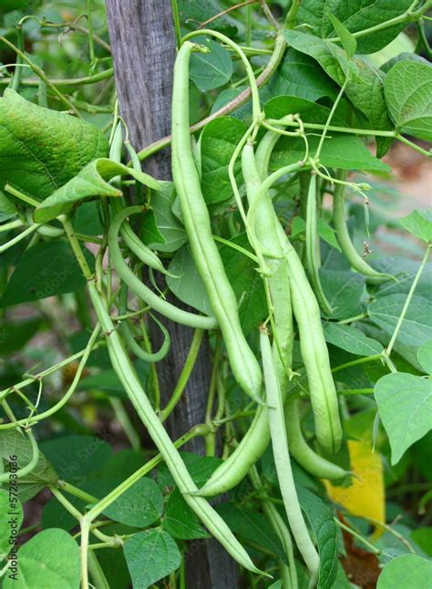 Haricots verts grimpants avec tuteurs