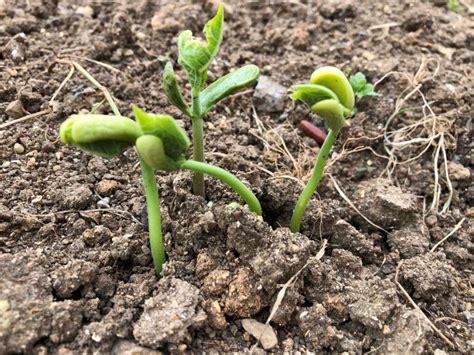 Calendrier de semis des haricots verts