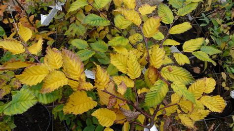Photographie d'un bonsaï de Carpinus betulus en automne avec un feuillage jaune éclatant