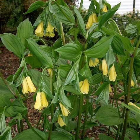 Illustration de la Cloche des Fées de Corée (Disporum uniflorum) avec ses fleurs en forme de cloche