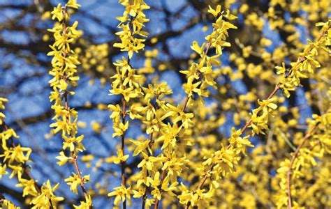 Fleurs jaunes du Técoma jaune sur un arbre