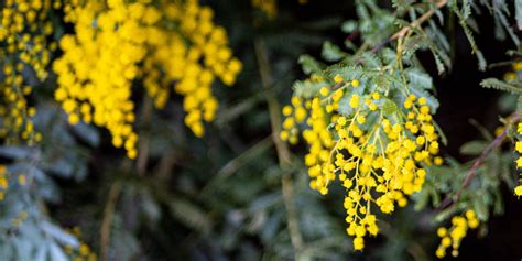 Haie de mimosa en fleurs avec un parfum intense