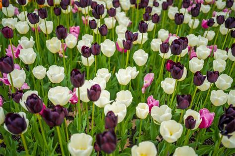 Champ de tulipes de différentes couleurs, y compris le jaune