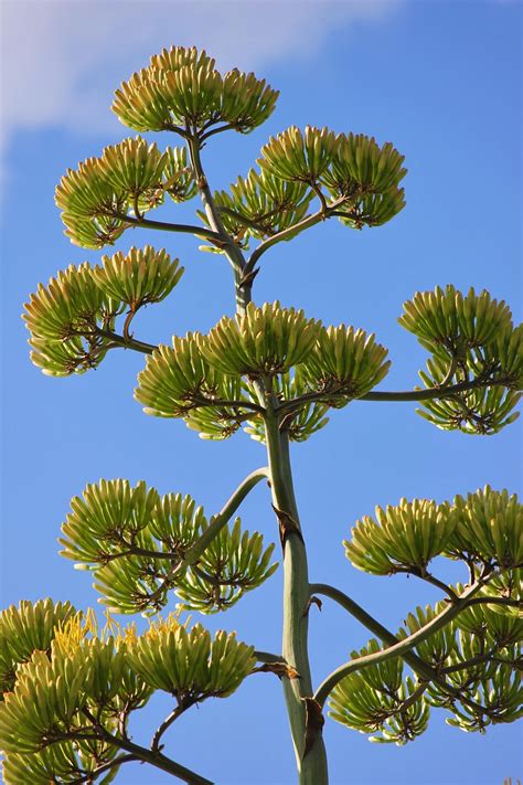 Image d'un agave en fleur, montrant ses fleurs jaune-verdâtre sur une haute inflorescence