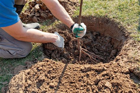 plantation d'un arbre fruitier en racines nues