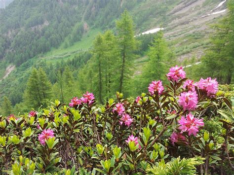 Paysage de haute montagne au Népal où pousse le rhododendron sauvage