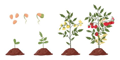 Schéma montrant les étapes de la croissance de la tomate et le purin adapté