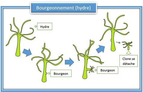 Schéma illustrant les différentes méthodes de fragmentation des coraux (bouturage par coupe, scissiparité et bourgeonnement)