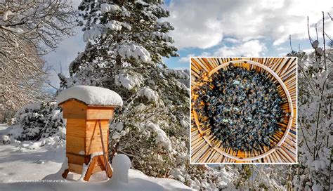 Infographie sur le stockage des hausses de ruche en hiver