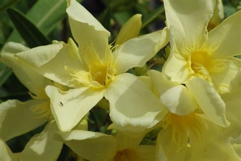 Gros plan sur une fleur de laurier-rose jaune avec sa gorge veinée