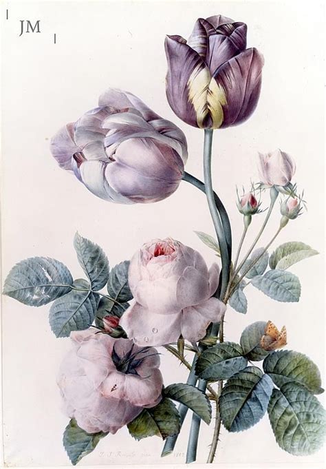Illustration botanique du chèvrefeuille, planche 123 par Pierre Joseph Redouté dans 'Choix des plus belles fleurs et des plus beaux fruits', 1833