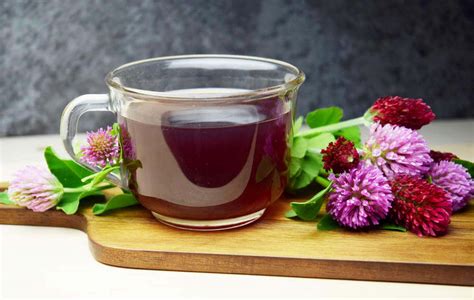 Préparation d'une infusion de trèfle rouge pour le bien-être