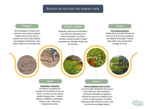 Schéma illustrant le cycle des engrais verts au potager : semis, croissance, fauchage et incorporation au sol