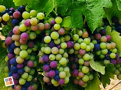 Vignoble au moment de la véraison montrant la diversité des grappes