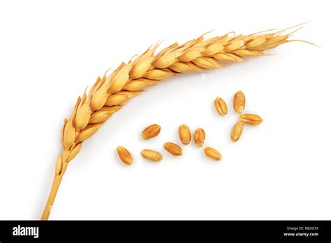 Photographie macro d'un épi de seigle montrant la structure des grains