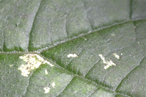 Excréments de thrips sur une feuille