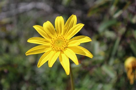 Méligèthes sur une fleur jaune