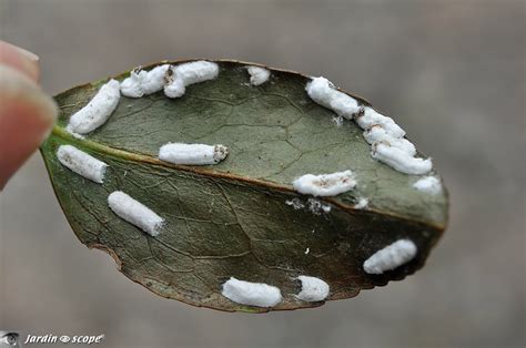 Cochenilles pulvinaires sur une feuille d'hortensia