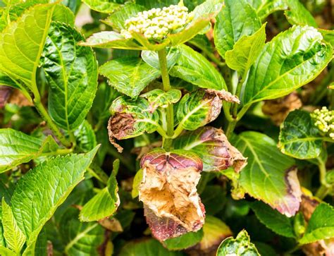 Feuille d'hortensia présentant des symptômes de virose