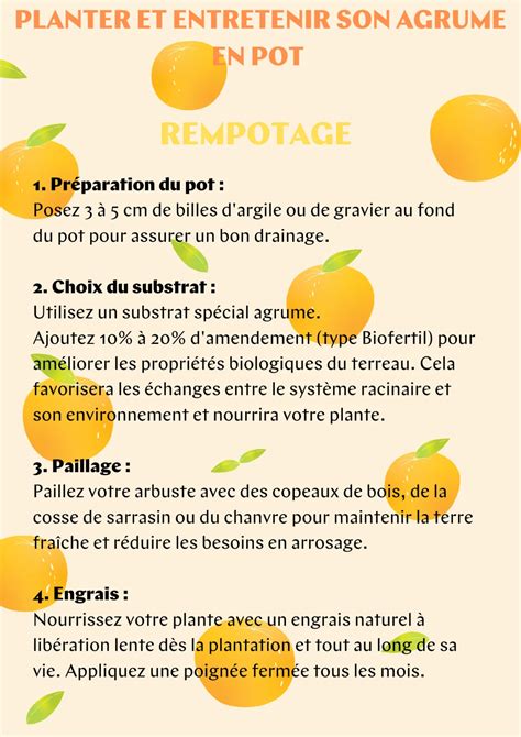 Schéma illustrant la plantation correcte d'un agrume en pot