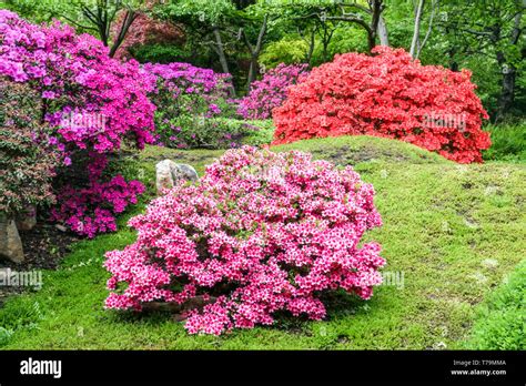 Paysage de rhododendrons en fleurs dans un jardin breton
