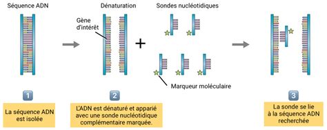 Schéma explicatif de l'hybridation des rhododendrons